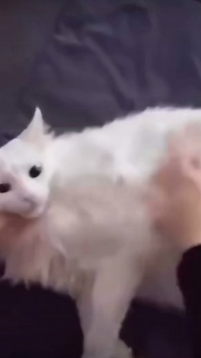 Meow Meow dance on Instagram: "Day 245 of Meow Meow dance . Jus Enjoy! 😺 .. . . . . #cat #catlover #catlovers #catlife #meow #dailycat #dancingcat #catmemes #cutecat #funnycat #fun #happy #love #cute #fypシ #explorepage✨ #foryou #fypppppppppppppppppppppppppppppppppppppppppppppppppppppppppppppppppppppp #fyp #explorepage #fy #fypage #explore #exploremore #foryoupage #kitten #kitty #kittycat #2024 #meme"