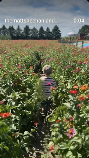 🍂 Fall fun starts here at Curtis Orchard & Pumpkin Patch! 🎃🍎 🎟️ One wristband = all-day adventure → 4 mazes, giant slide, jumping pillow, air cannon, goats & bunnies, U-pick apples, and plenty of treats in our Country Store. 📍 Curtis Orchard & Pumpkin Patch 🎥 Thanks, @MattSheehanOfficial | mattsheehanofficial.com | Curtis Orchard & Pumpkin Patch