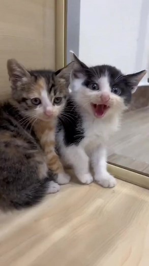 270K views · 4.4K reactions | He doesn't like people #cats #catslovers #catsforlife #catsforever #funny #funnycats #catsfunny #cute #cutecats #catscute #fun #kitty #kittycat #rrkittylover #kittylife #kittykitty #kitten #kittenlife #kitties #love #lovecats #ilovecats #catsloversworld #cat #catlover #catlife #foryou #foryoupageシ #fypシ゚ #fypシ゚viral | cats lovers | Facebook