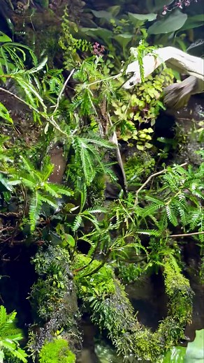 These Phyllanthus balgooyi are straight 🔥 | Chi Chi’s Planted Dreams