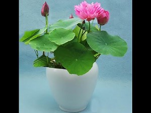 32.Easiest way of growing lotus at home.