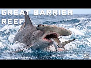 GREAT BARRIER REEF | Survival in the World's Largest Reef Ecosystem | Animal Documentary