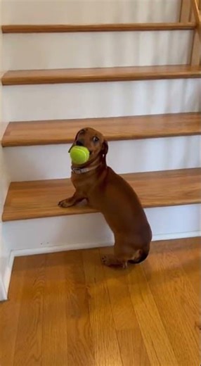 Three Steps Up. Got the Ball. Turned Around. The Way Down Was Worse. Full Belly Scrape.