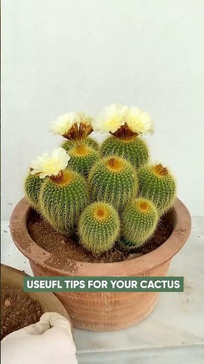 How to Repot a Cactus Safely (Without Getting Poked!) 🌵🩹