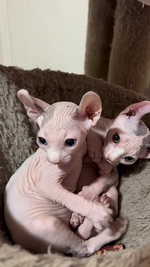 Adorable Sphynx Cats Being Grateful 🙏