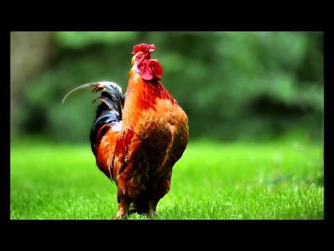 Sonnerie Reveil Chant du Coq