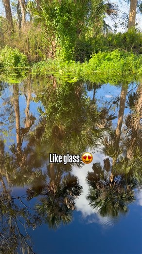 46 reactions | Best time of the year to be on the water!! Visit us at Holly Bluff to enjoy the beautiful St. Johns River! • launch and park for $20 (we have ice, grills & amenities) • pontoons, fishing boats, and kayak rentals hollybluff.com | Holly Bluff Resort Marina | Facebook