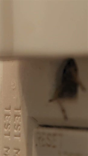 Unbelievable contortionist spider fits into this tiny hole. #shorts