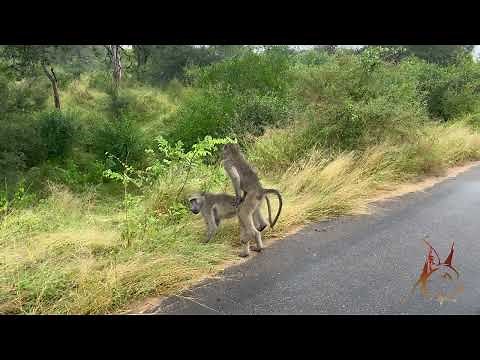 Kruger National Park - Morning Glory, mating time for the Chacma Baboons