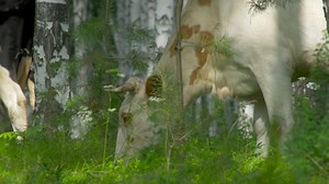 Cows Grazing in a Forest | Free Stock Video Footage