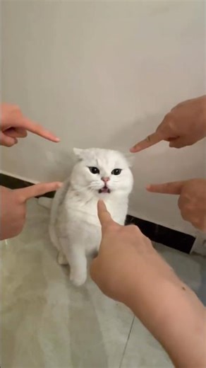 Funny Pet Fails That Will Make You Laugh Out Loud