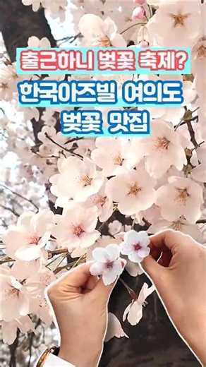 여의도 벚꽃 🌸 한국아즈빌 벚꽃 뷰 맛집 #shorts