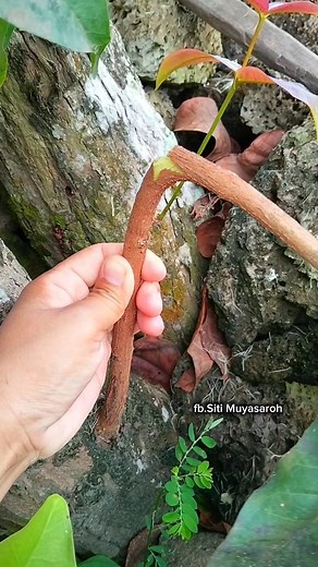 Multiply plants easily🌿🌳 #airlayering #plant #reels #gardening #greenthumb | Siti Muyasaroh