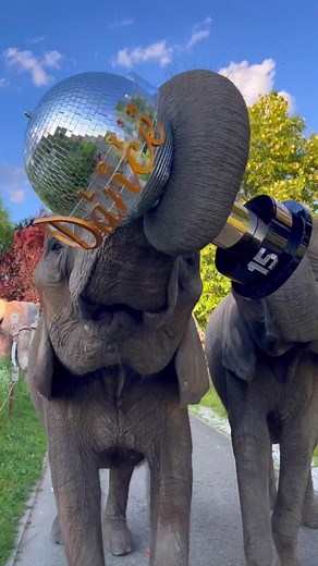 Dancing Elephants Compilation: TikTok Trending Videos