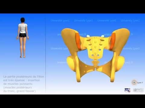 Le bassin: os coxal (os iliaque), sacrum, coccyx; bassin féminin et bassin masculin