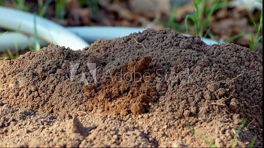 Close-up of a Texas Pocket Gopher mound as soil erupts and the gopher emerges to clear the entrance.