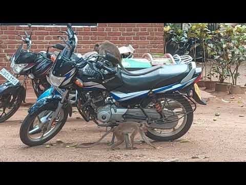 What Is The Best Place For Toque Macaque?(Zoo or Forest)