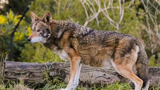 "One step closer to extinction," North Carolina driver kills young red wolf named 'Muppet'