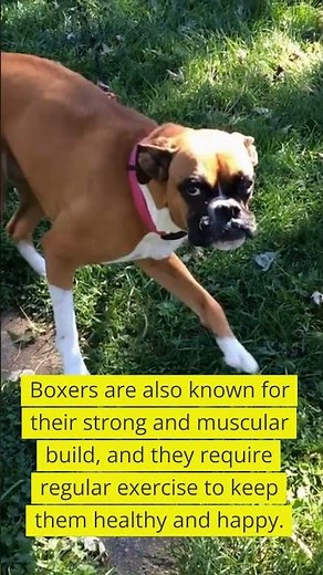 All About Boxer Dogs A Guide to this Lovable and Loyal Breed