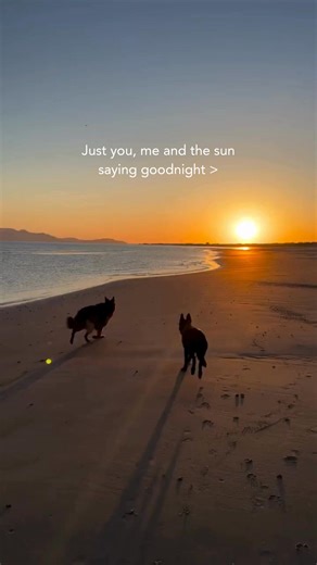 2.5K views · 12 reactions | Sunset is the perfect time for beach walkies with your best furend  Where is your favourite place to watch the sunset with your pup? Comment below  Thanks for the clips, @bonnie.thegermanshep ❤️ | Canine Cottages | Facebook