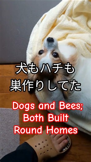 【第1話】ハチと犬どちらの巣も丸かった Bees and Dogs Make Round Homes #shorts #丸くなる犬 #ハチ #巣作り #犬の仕草 #dogbehavior