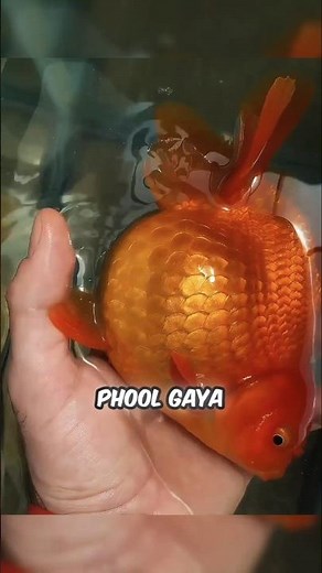 GOLDFISH’S SWOLLEN BELLY MYSTERY AND RECOVERY