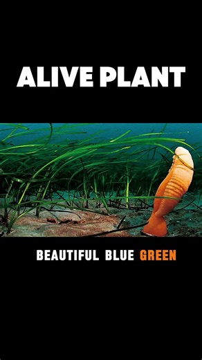 Glowing Sea Pen 🌊✨ Not a Plant… But Alive!