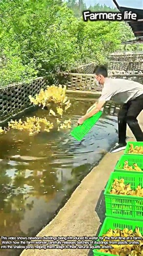 Hundreds of Baby Ducks Splash Into Water for the First Time! #worker #process #duckling #wildlife