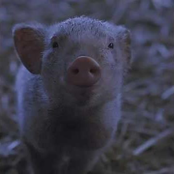 "charlotte's web" (2006) #charlottesweb #wilbur #nickelodeon #edit #film #jahmeilk #jkywc #movieedit
