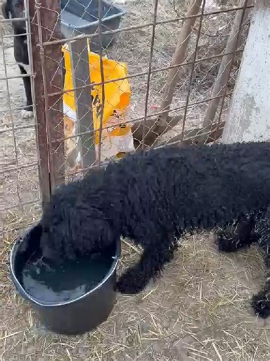 Coco Lagotto - Trüffelhund ca. 1,5 Jahre alt ca. 53 cm hoch. Geimpft, gechipt und kastriert. Hat Energie - daher nichts für Couch-Potatos. Hundeerfahrung wäre sehr gut. Er wird regelmäßig Fellpflege brauchen. Andere Hunde gehen. Katzen gehen nicht. Menschen gehen :) Wer verliebt sich mal in ihn? Gebe den Kontakt dann gern weiter. Vermittlungshilfe D.S. #hundesuchenihrecouch #hundeliebe #hunde #zuhausegesucht #tierschutzhund #liebeaufvierpfoten #hundeausdemtierschutz #patenschaft #dogfluencer #do