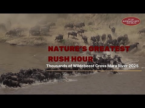 No Hesitation: Thousands of Wildebeest Cross the Mara River | Great Migration 2025