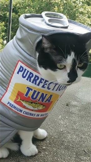 Tuxedo cat wears tuna can costume #tuxedocatsofyoutube