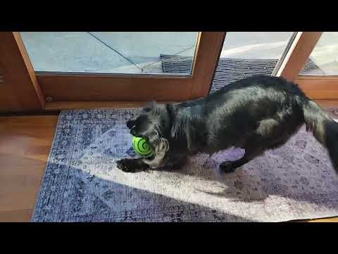 My Dog Is Obsessed with the Wobble Wag Giggle Ball