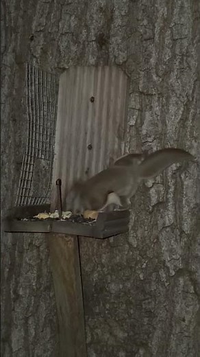 Flying Squirrels Eating Peanuts and Sunflower Seeds at the Squirrel Feeder in the Woods