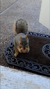 single file line now, nice and polite and no biting eachother