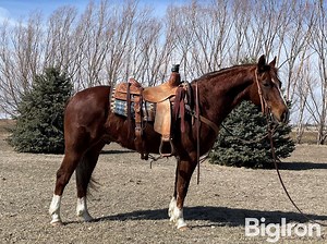 Sorrel 5 YO Gelding "Slim Jim" | Livestock