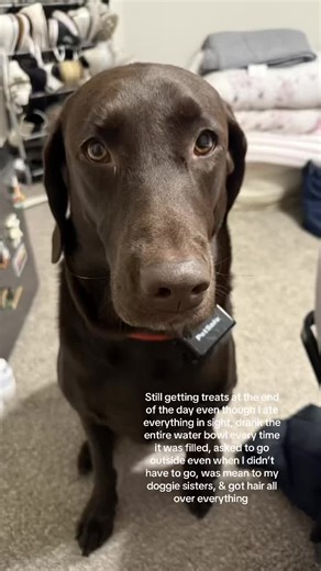 Chocolate Lab's Playful Day Filled with Treats