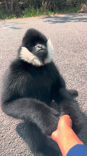 Beautiful and Wholesome World on Instagram: "Watch this gibbon gracefully leap from tree to tree, then run with its arms raised high—showcasing its incredible agility and unique arm-to-body ratio. With arms much longer than their bodies, gibbons are perfectly adapted for swinging through forests. Sadly, these fascinating creatures are endangered, reminding us of the urgent need to protect their natural habitats."