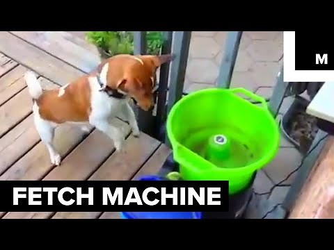 This Machine Plays Fetch With Your Dog