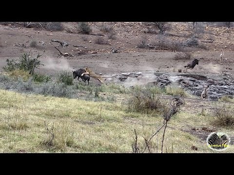 Lioness With Broken Leg Hunt And Caught Wildebeest in Kruger Park
