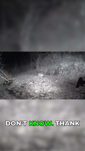 Mad squirrel, bobcats and coyotes on the hunt.