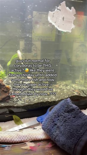 Are Your Corydoras Too Active in the Aquarium?