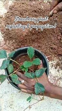 Strawberry plant replañting & propagating made easy through runners. #strawberry #propagationtips