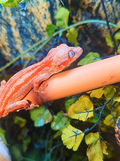 Red Orange Gargoyle Gecko: A Baby Boy's Journey