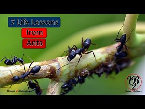 7 Life Lessons from Ants - Ant Philosophy - Motivational Video - Learn From Nature - Successful Life