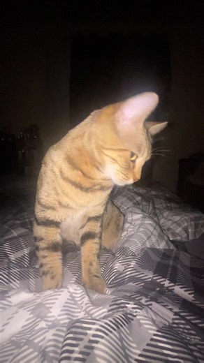 Miss flower 1980 (@missflowerstj1980)’s videos with I'm Too Sexy for My Fur - Dusty Douglas