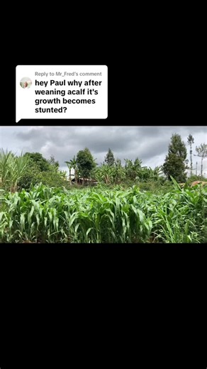 Understanding Calf Stunted Growth After Weaning