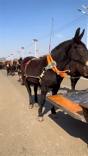 608K views · 6.1K reactions | Chinese carriage display, 1 #animal #horse #cow #donkey #hoofcare #satisfying #hoof #care #helping #farrier | Hoof Farrier | Facebook