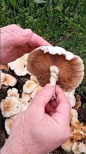 ¿Conocéis la seta del chopo? 🍄 Agrocybe aegerita 🍂 Guía de setas comestibles