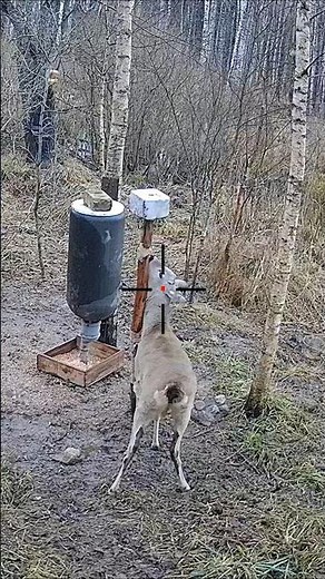 Wild Goat Moves Through the Forest — Real Hunting POV #hunting